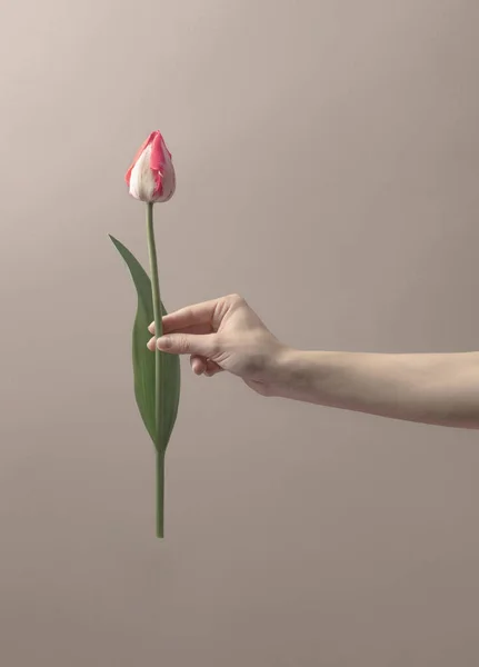 Mujer Mano Con Jardín Rosa Tulipán Melocotón Cremoso Polvo Flor — Foto de Stock