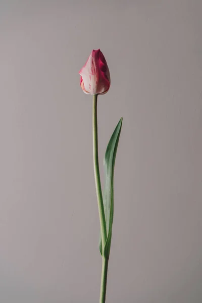 Квітковий Дизайн Садовий Рожевий Персиковий Тюльпан Кремовий Порошок Блідо Воскова — стокове фото