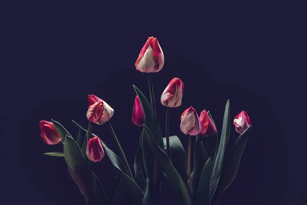 Fondo Vintage Tulipán Flores Naturaleza Hermosa Tonificante Diseño Primavera Naturaleza —  Fotos de Stock