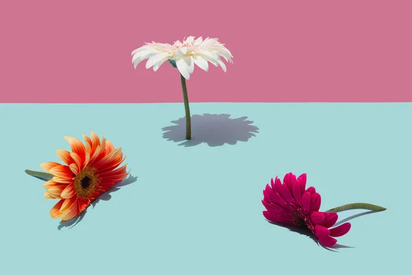 꽃으로 만들어 창의적 자연의 아이디어 — 스톡 사진
