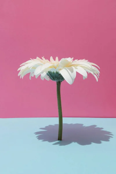 Fleur Marguerite Blanche Sur Fond Pastel Concept Nature Minimale — Photo