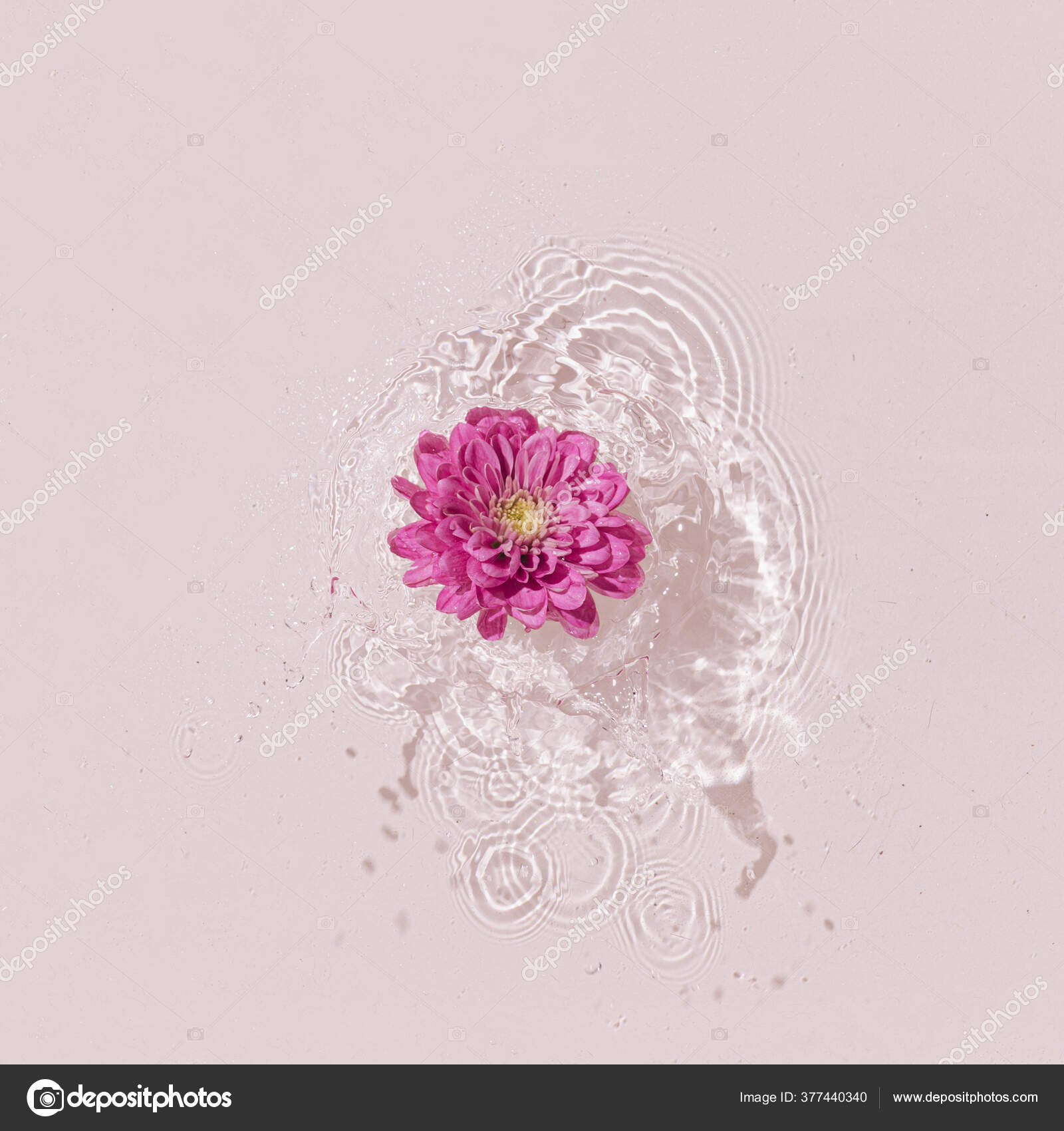 Escena Verano Con Flor Margarita Rosa Agua Sol Sombras Fondo — Foto de  stock #377440340 © Zamurovic, image size:1600x1700