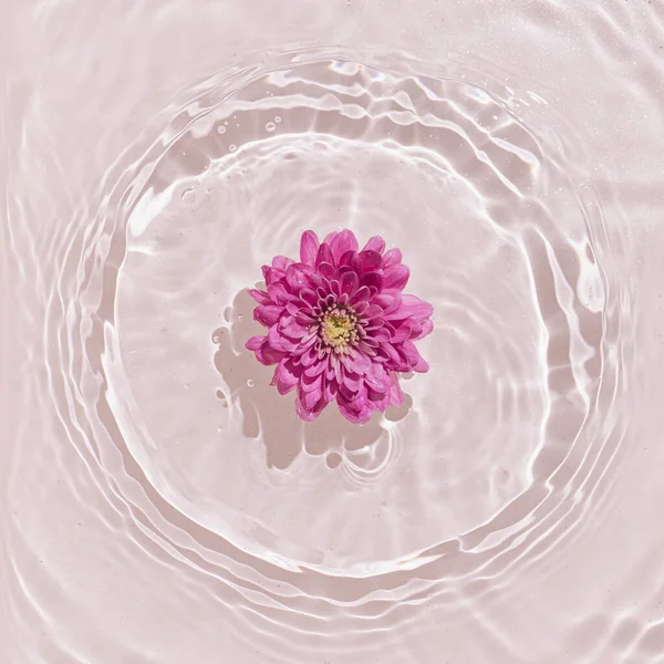 Літня Сцена Рожевою Рожевою Квіткою Воді Сонце Тіні Мінімальний Фон — стокове фото