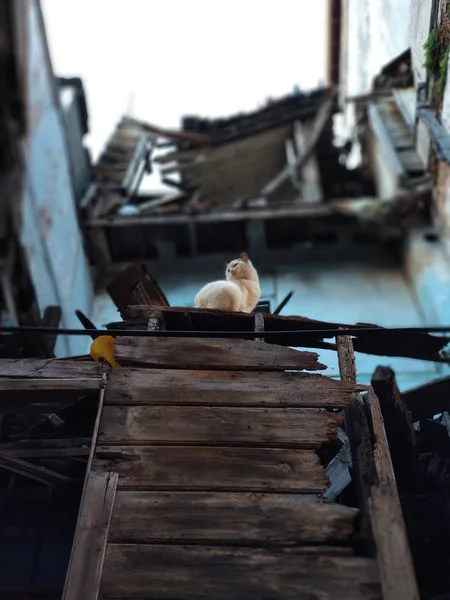 The Cat over the old ruin building