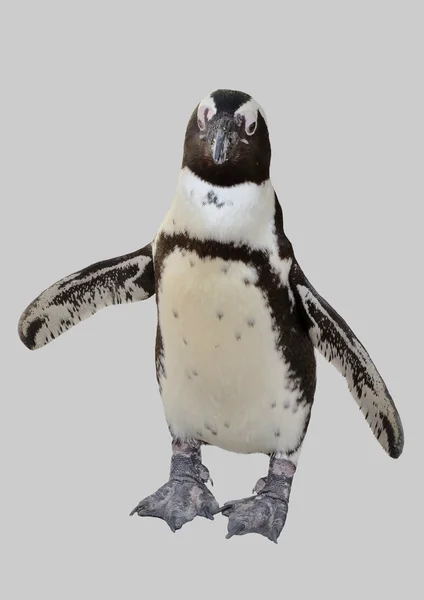 Pinguino polare isolato su sfondo grigio . — Foto Stock