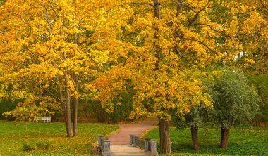 Sarı Şehir Parkı ağaçlarda.