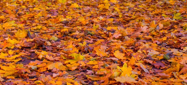 Automne, feuilles jaunes tombées . — Photo