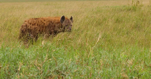 Mammifère, chien sauvage sauvage africain . — Photo