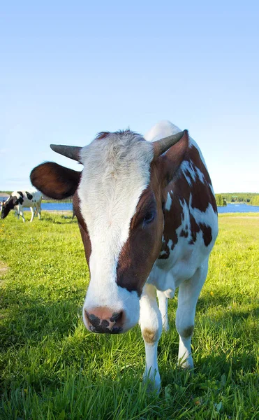 Fiatal, nyári mező legelésző tehenek. — Stock Fotó
