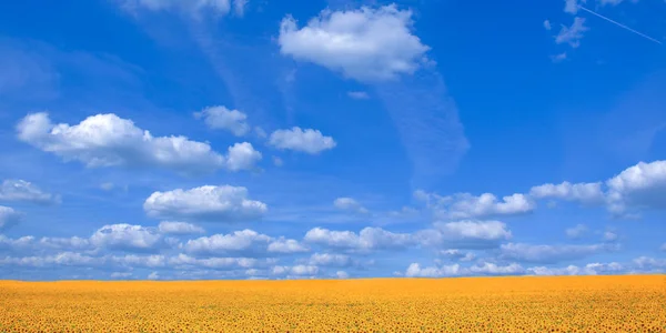 Fält av solrosor på en bakgrund av blå himmel. — Stockfoto