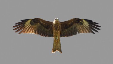 Uçan Hawk gri arka plan üzerinde izole.