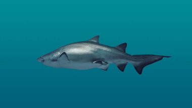 Köpekbalığı denizde yüzüyor.