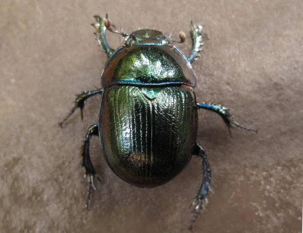 May beetle on isolated background.