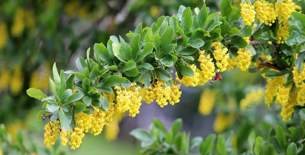 Gelbe Blüten der Berberitze. — Stockfoto