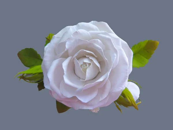 Rosas blancas de flores . —  Fotos de Stock