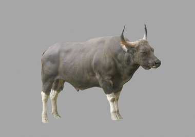 vahşi bir boğa.