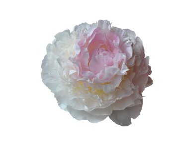 Pembe çiçek Şakayık.