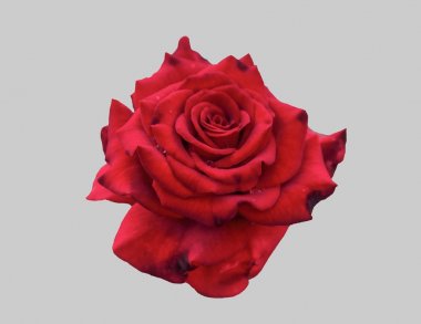 Bir kırmızı gül çiçek ortaya.