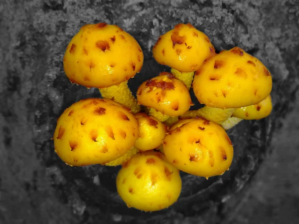 Pholiota giallo dorato . — Foto Stock
