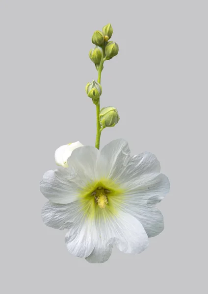 Vita Malva blomma. — Stockfoto