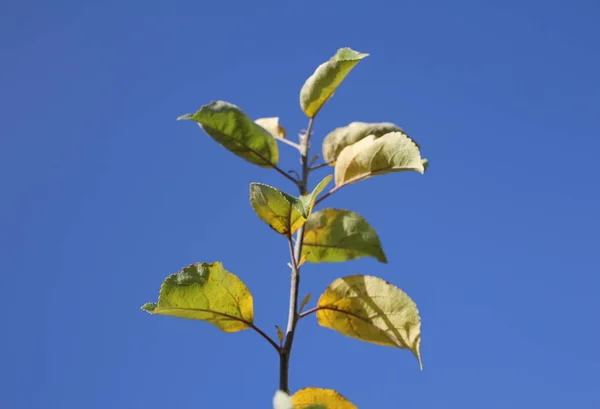 Ramo de árvore de maçã com folhas — Fotografia de Stock