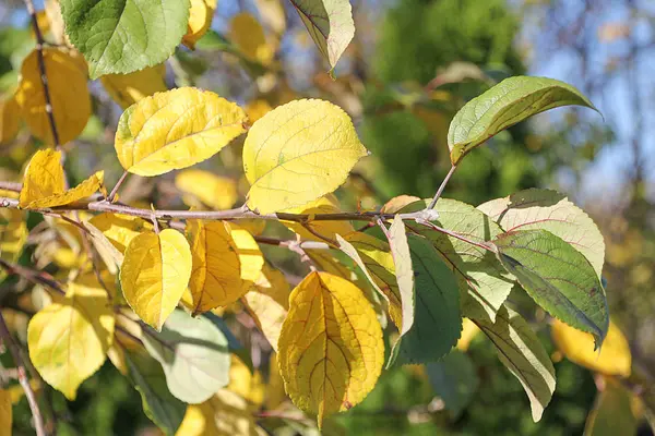 Rama de manzano con hojas de otoño —  Fotos de Stock