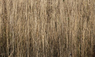 Sonbaharın dokusu, kuru otlar.