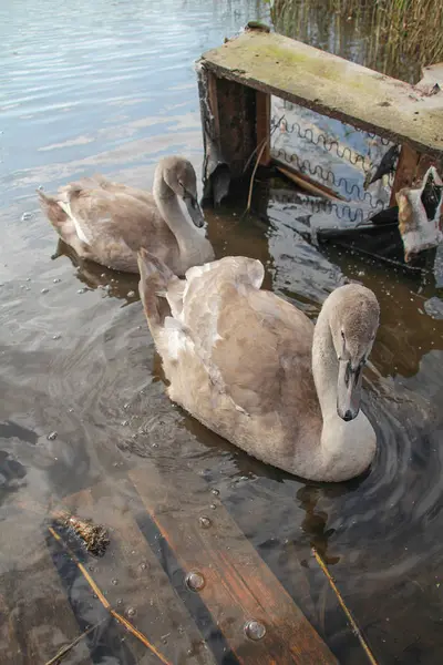Poluição ambiental. Cisnes flutuando entre o lixo . — Fotografia de Stock