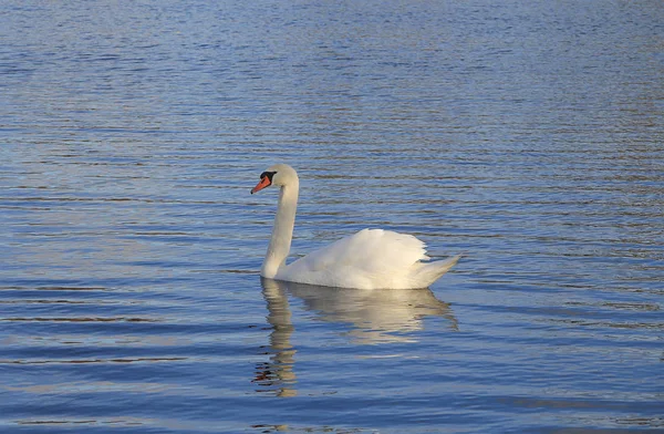 Белый лебедь плавает в озере. — стоковое фото