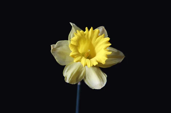 Blossoming Yellow Daffodil Flower Black Background — Stock Photo, Image