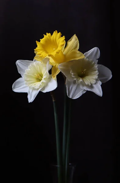 Tiga Bunga Daffodil Terhadap Latar Belakang Gelap — Stok Foto