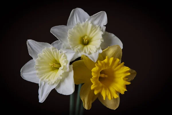 Три Квіти Нарцисів Темно Коричневому Тлі — стокове фото