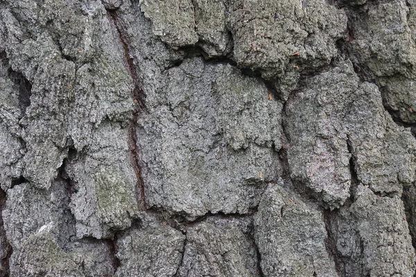 Corteccia Una Vecchia Betulla — Foto Stock