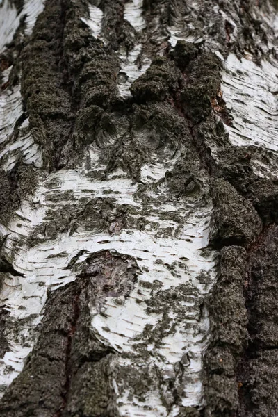 Corteccia Tronco Betulla Vecchio — Foto Stock