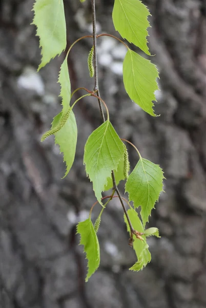 枝にヨーロッパの白樺の若い葉 — ストック写真