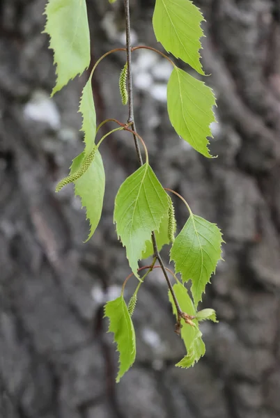 Jeunes Feuilles Bouleau Européen Sur Une Branche — Photo