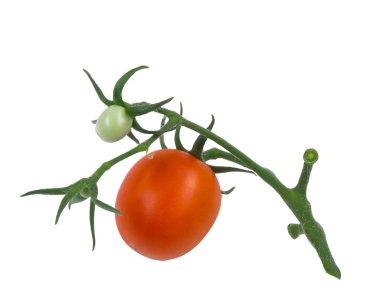 Olgun ve değil olgun dal farklı domates