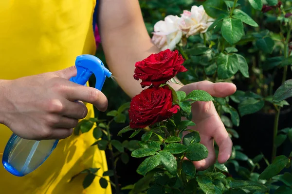 Man in apron sprinkles water bud of a red rose — Stock Photo, Image