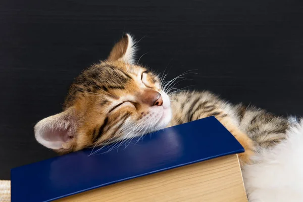 Güzel yavru kedi üzerinde kitap uykuya daldı — Stok fotoğraf