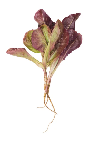 Frischer Salat von lila Farbe isoliert — Stockfoto