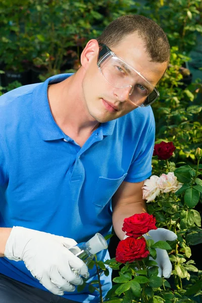 Eksperymentu naukowiec ogrodnik z czerwonych róż za pomocą azotanów — Zdjęcie stockowe