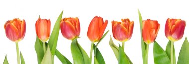 Düz beyaz arka plan karşı yedi kırmızı lale büyümek