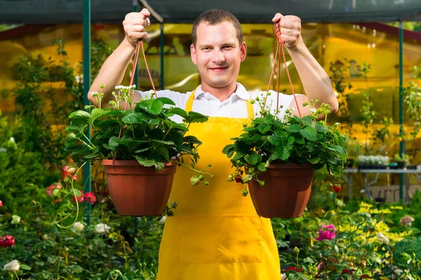 The seller holds strawberry seedlings in both hands and smile — Stock Photo, Image