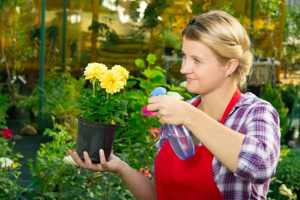 Woman in a red apron, cares for flowers in the garden — Stock Photo, Image