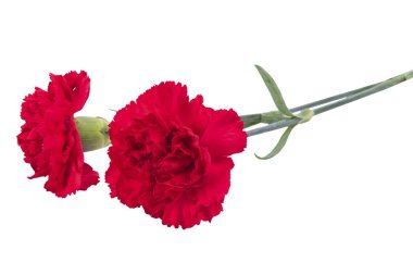 Two red carnations for mourning isolated on white background clipart