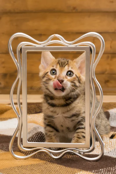 Pequeño gatito lame su cara con lengua rosa —  Fotos de Stock