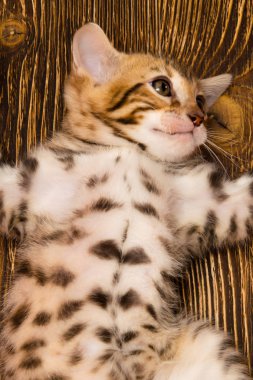 Küçük bir yavru kedi yumuşak karnı gergin