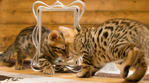 Two kittens are playing on the background of the photo frame
