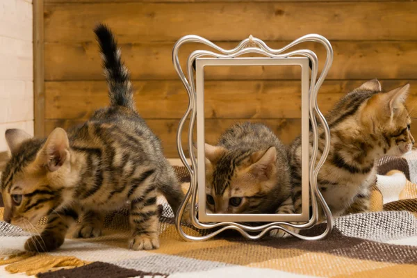 Három kis cica játszik egy meleg takaró — Stock Fotó