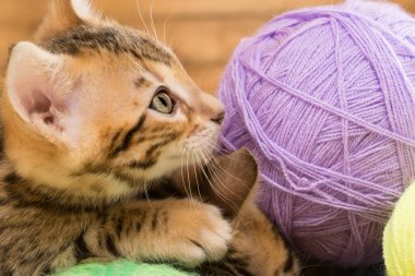 İş parçacığı bir arapsaçı küçük bir yavru kedi namlu görünüyor